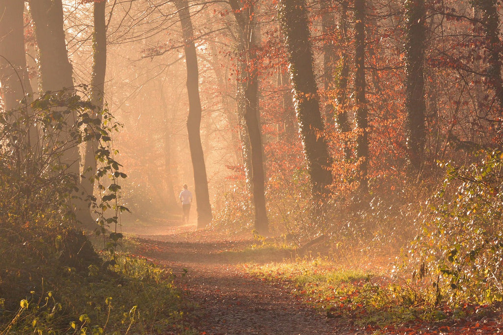 Forest Fitness Fusion