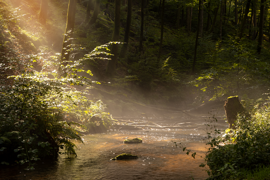 Wild Rhythm: Finding Flow in Nature's Playground