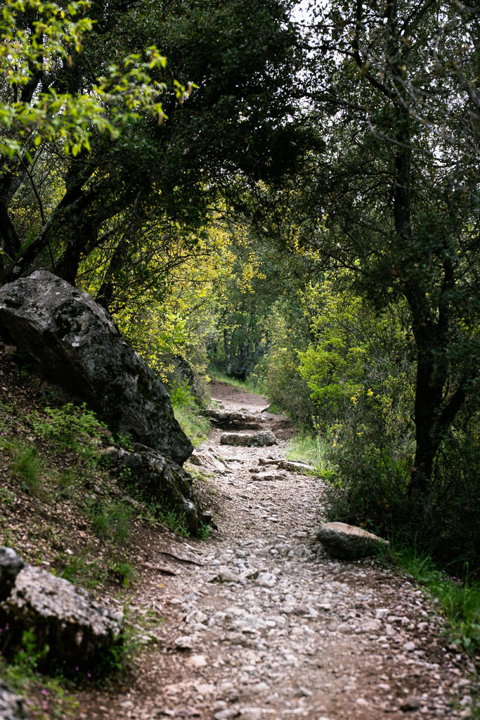 Rocky trail winding through a lush green forest, typical North Shore terrain