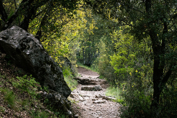 Rocky trail winding through a lush green forest, typical North Shore terrain