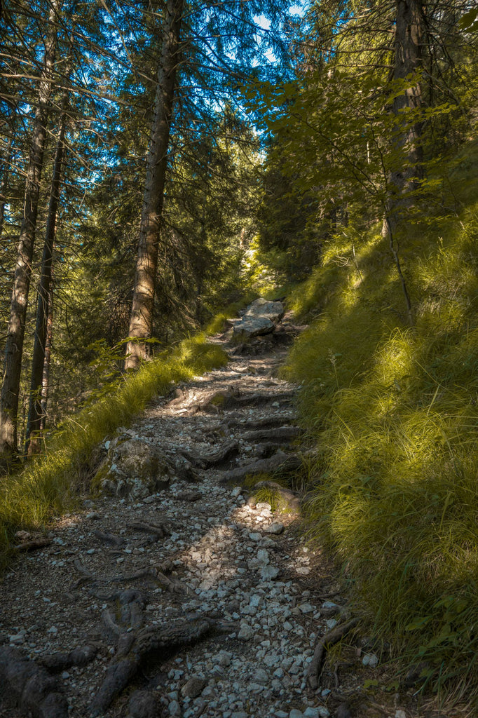 Sunlit hiking trail through a dense mountain forest