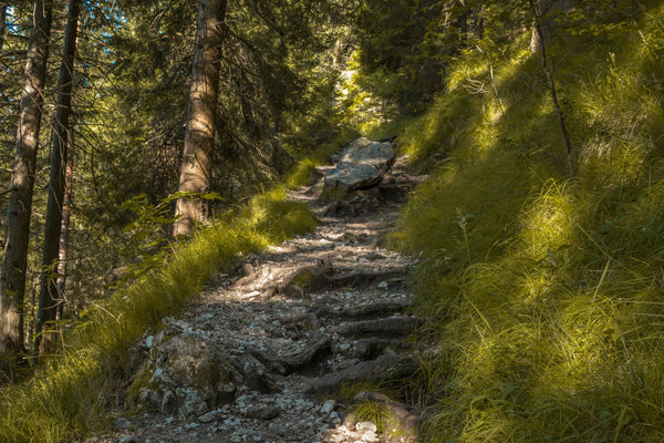 Sunlit hiking trail through a dense mountain forest